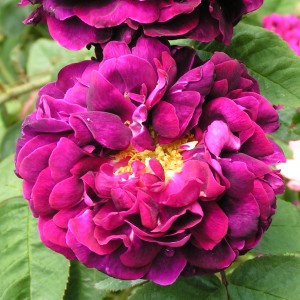 TUSCANY SUPERB (shrub)